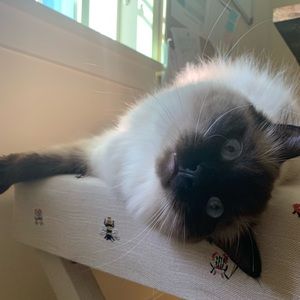 Meet your Posher, Mackenzie